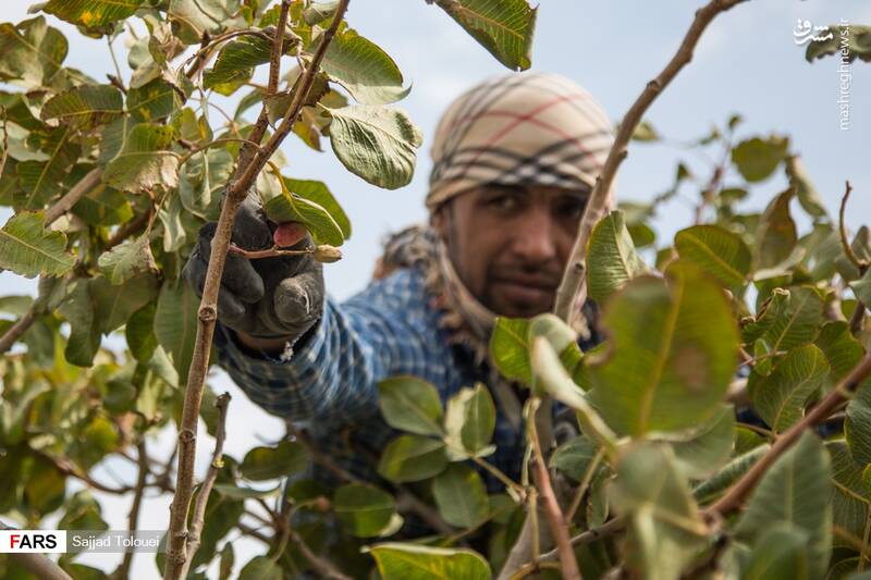  پسته ورامین