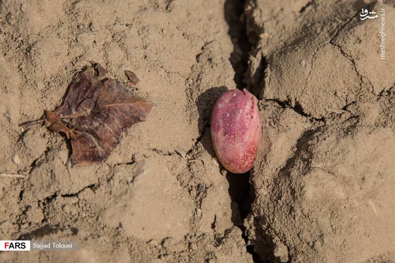  پسته ورامین