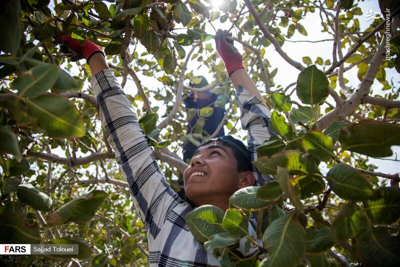 پسته ورامین