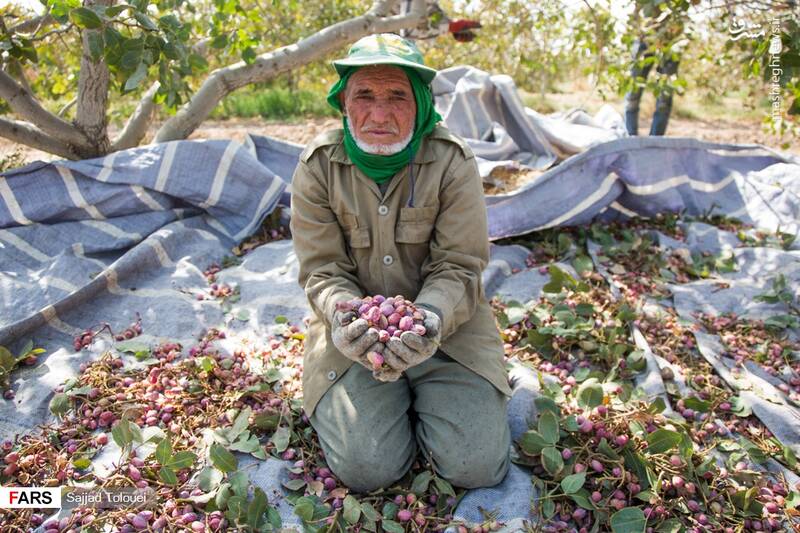  پسته ورامین
