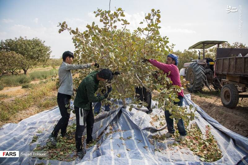  پسته ورامین