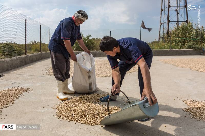  پسته ورامین