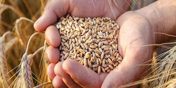 گندم در بازارهای جهانی گرانتر شد