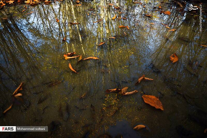 فصل خزان تماشایی مازندران