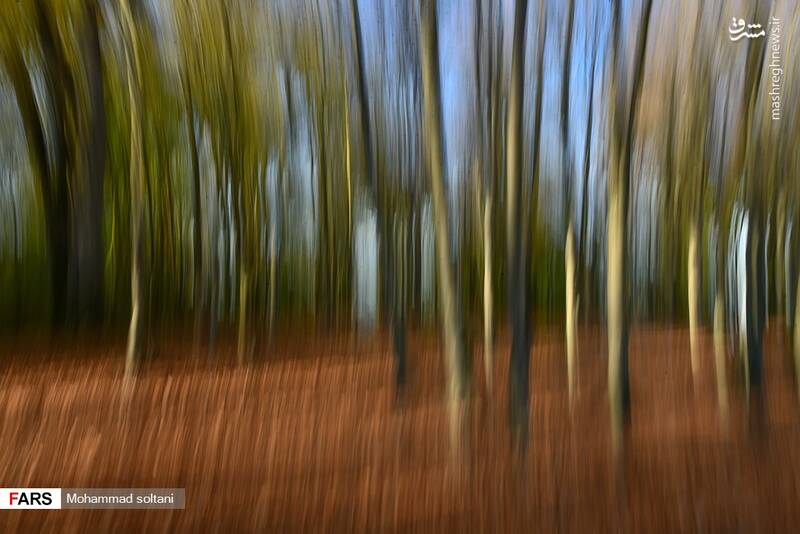 فصل خزان تماشایی مازندران