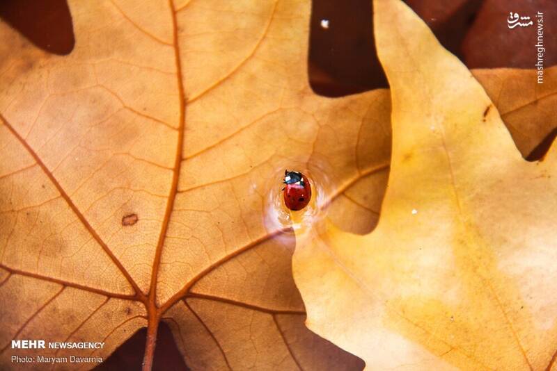 زیباترین تصاویر پاییزی ایران