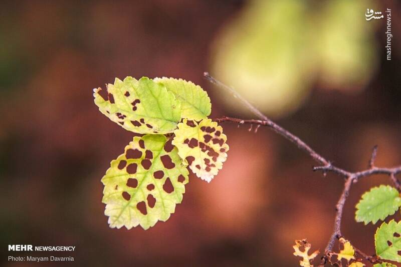 زیباترین تصاویر پاییزی ایران
