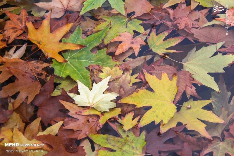 زیباترین تصاویر پاییزی ایران