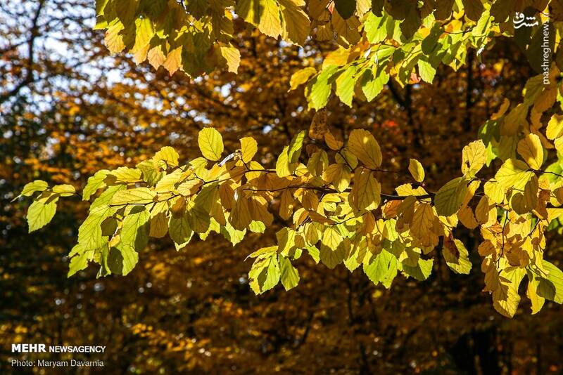 زیباترین تصاویر پاییزی ایران