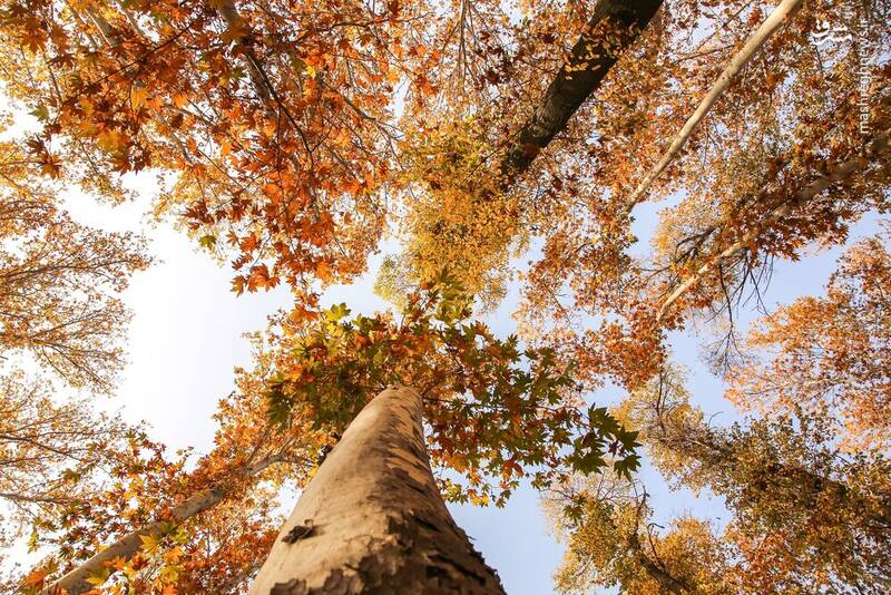 زیباترین تصاویر پاییزی ایران