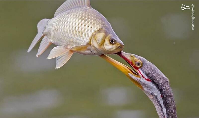 تصویری از شکار ماهی توسط مار گردن