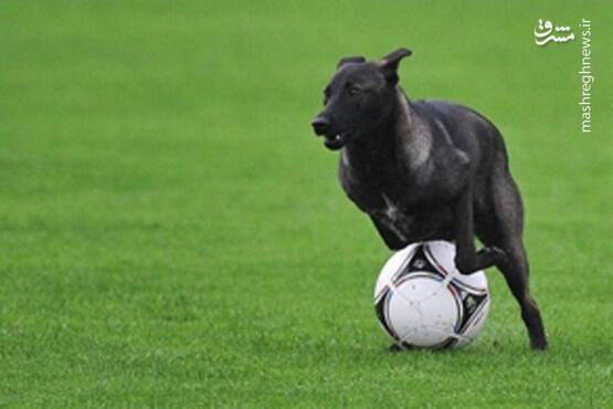 فیلم/ سگی که مسابقه فوتبال را به هم زد!