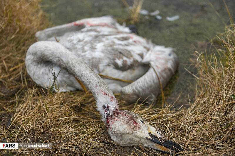 لاشه پرنده تلف شده در حاشیه تالاب سرخرود