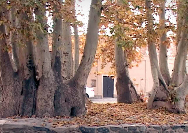 منحصر به فردترین درخت‌های ایران