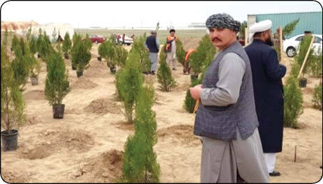 منحصر به فردترین درخت‌های ایران