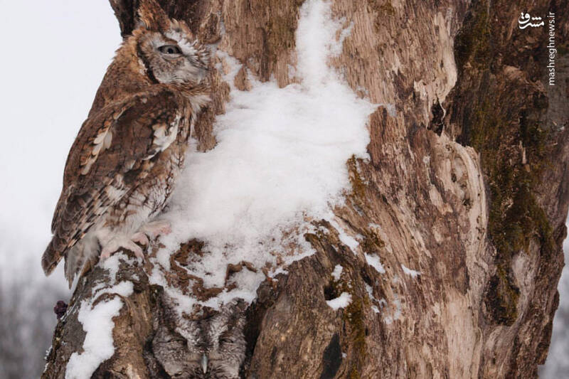 عکس/ مهارت بالای جغد در استتار