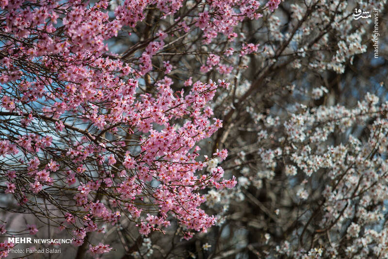 تصاویر دیدنی از شکوفه‌های بهاری در قزوین