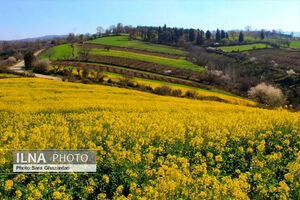 عکس/ چشم انداز زیبای مزارع کلزا