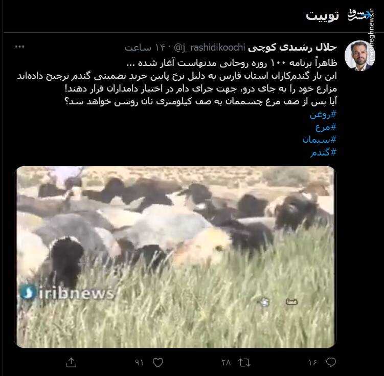 گندم کشاورزان استان فارس خوراک گوسفندان شد!