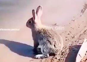 شنای خرگوش+ فیلم
