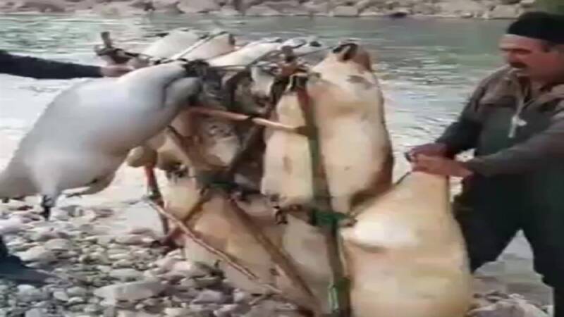 اقدام،گوسفندان