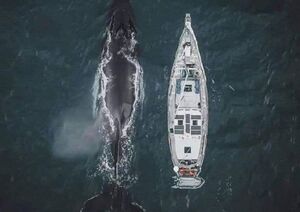 عکس/ شنای نهنگ در کنار یک قایق