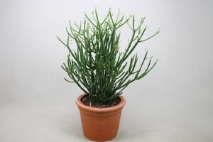 با گیاه «جون من یه برگ بده» آشنا شوید