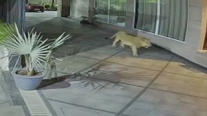فیلم/ حمله یک شیر آسیایی به هتلی در هند