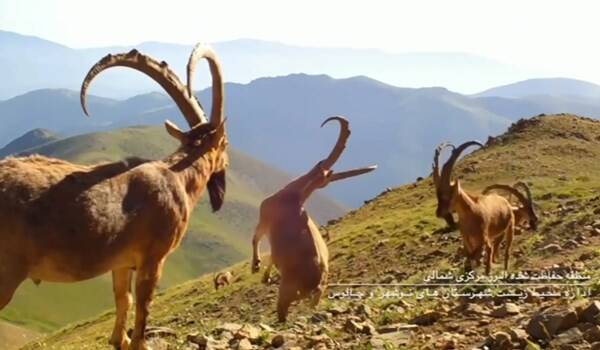 فیلم/ تصاویری دیدنی از حیات وحش مازندران