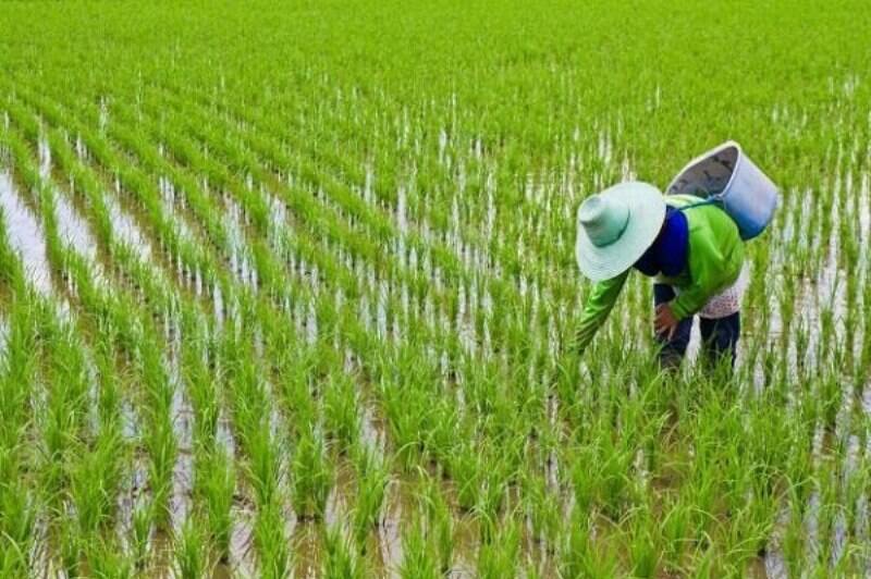 ۵ دلیل افزایش قیمت برنج در بازار/ قیمت چه زمانی پایین می‌آید؟