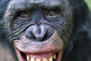 شادی شامپانزه - کراپ‌شده