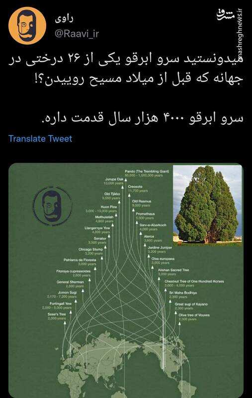 درختی که قبل از میلاد مسیح روییده! +عکس 
