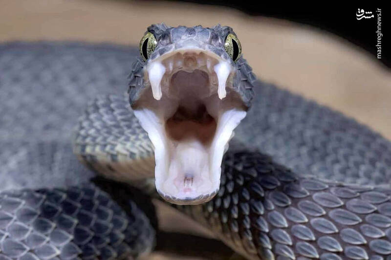 فیلم/ حمله وحشتناک مار به فیلم بردار