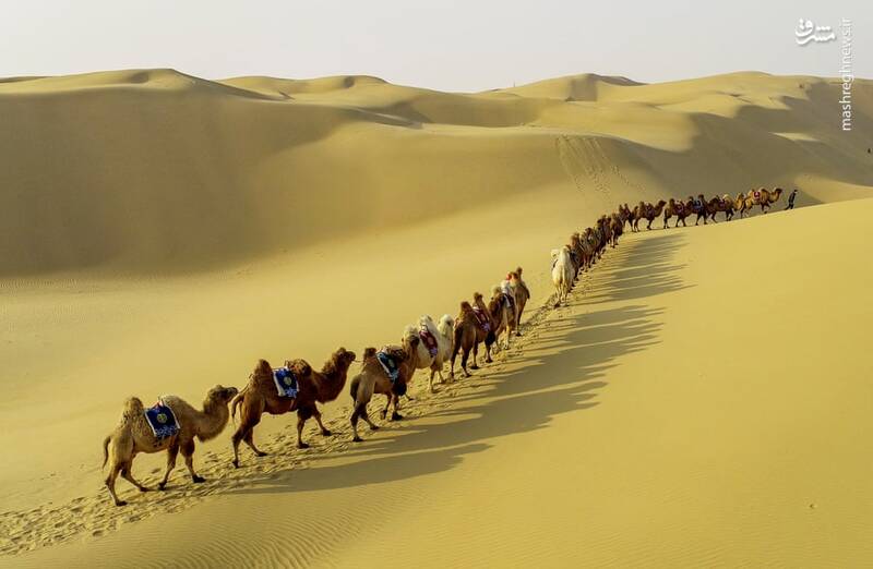 عکس/ رژه شترها در صحرا