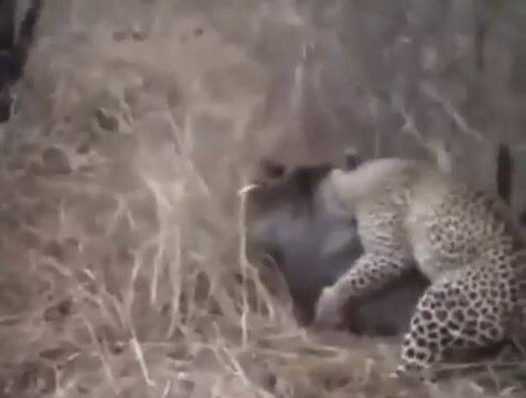 فیلم/ کشتی گرفتن گراز و پلنگ