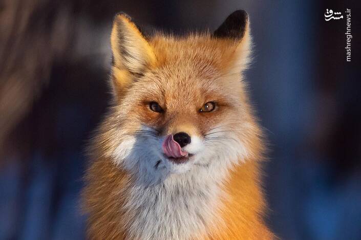 عکس/ زبان درازی روباه