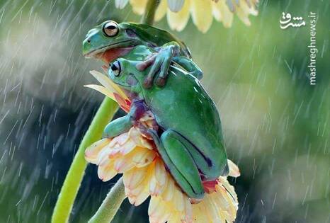 عکس/ رفاقت دیدنی دو قورباغه‌