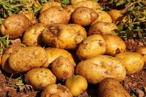 صادرات سیب زمینی را گران کرد