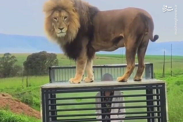 فیلم/ باغ وحشی جالب در آفریقا