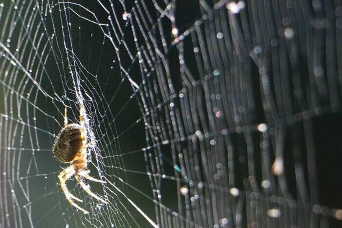ابریشم عنکبوت به درمان سرطان کمک خواهد کرد؟
