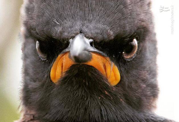 عکس/ پرنده بد اخلاق