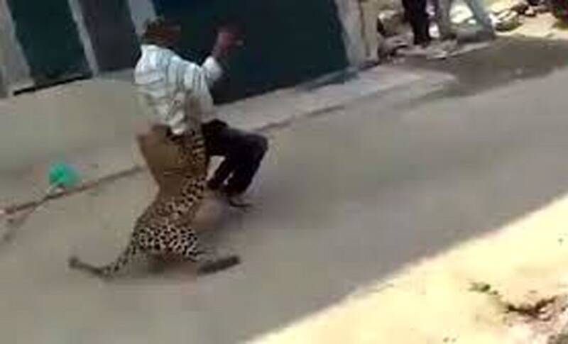 فیلم/ روایت حمله پلنگ به یک پلیس در قائمشهر