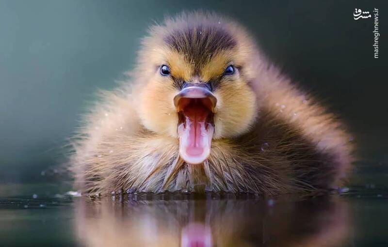 عکس/ فریاد جوجه اردک
