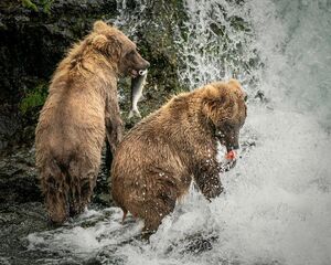 عکس/ ماهی گیری خرس‌ها