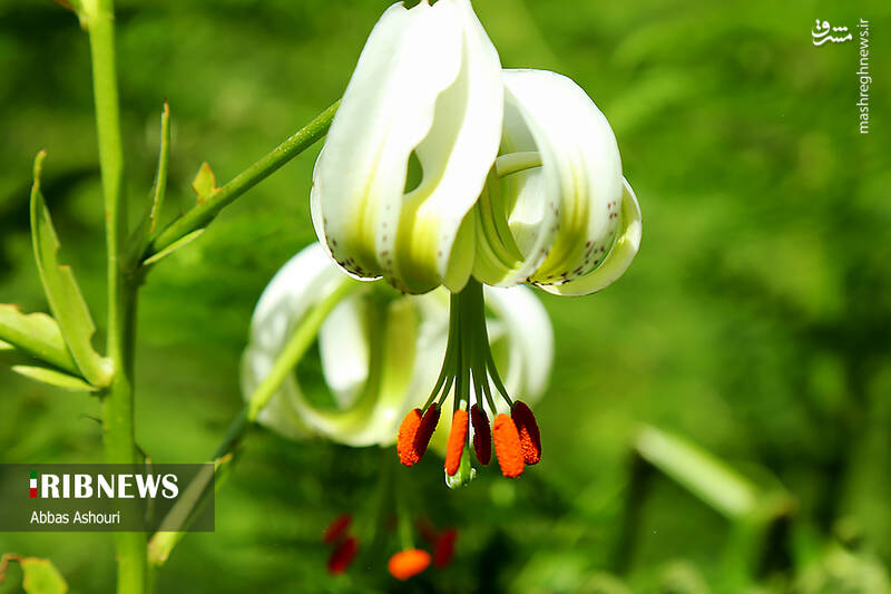 عکس / جشنواره گل سوسن چلچراغ در روستای داماش 8