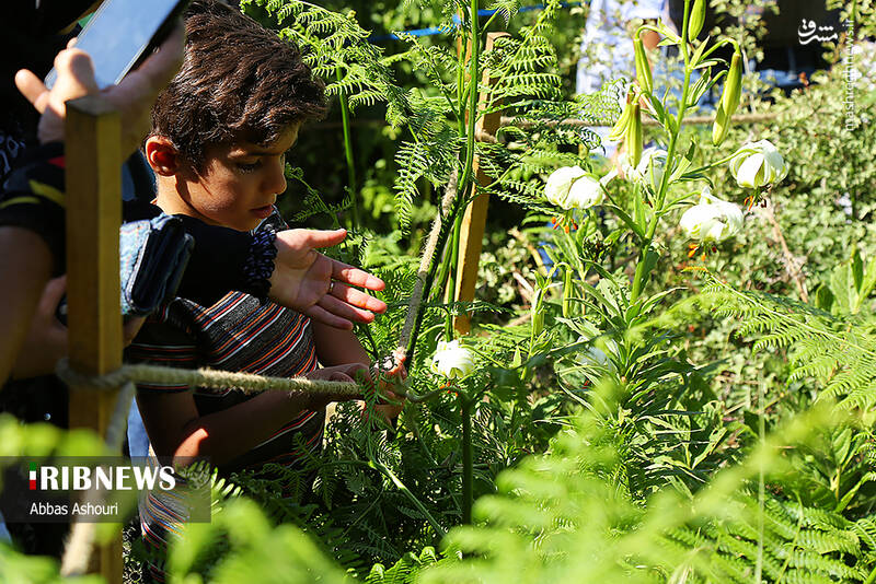 عکس / جشنواره گل سوسن چلچراغ در روستای داماش 9