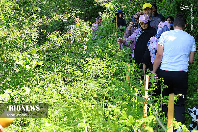 عکس / جشنواره گل سوسن چلچراغ در روستای داماش 11