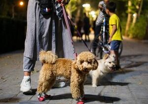 ماجرای خانوادههایی که سگها همدمشان شده اند