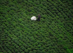 تصویر هوایی از برداشت چای در گیلان برداشت چای