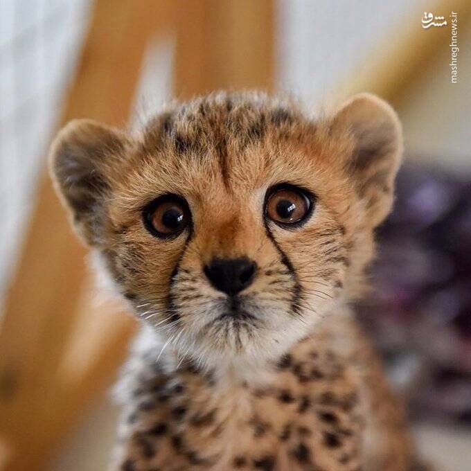عکس/ تنها فرزند باقیمانده از ایران